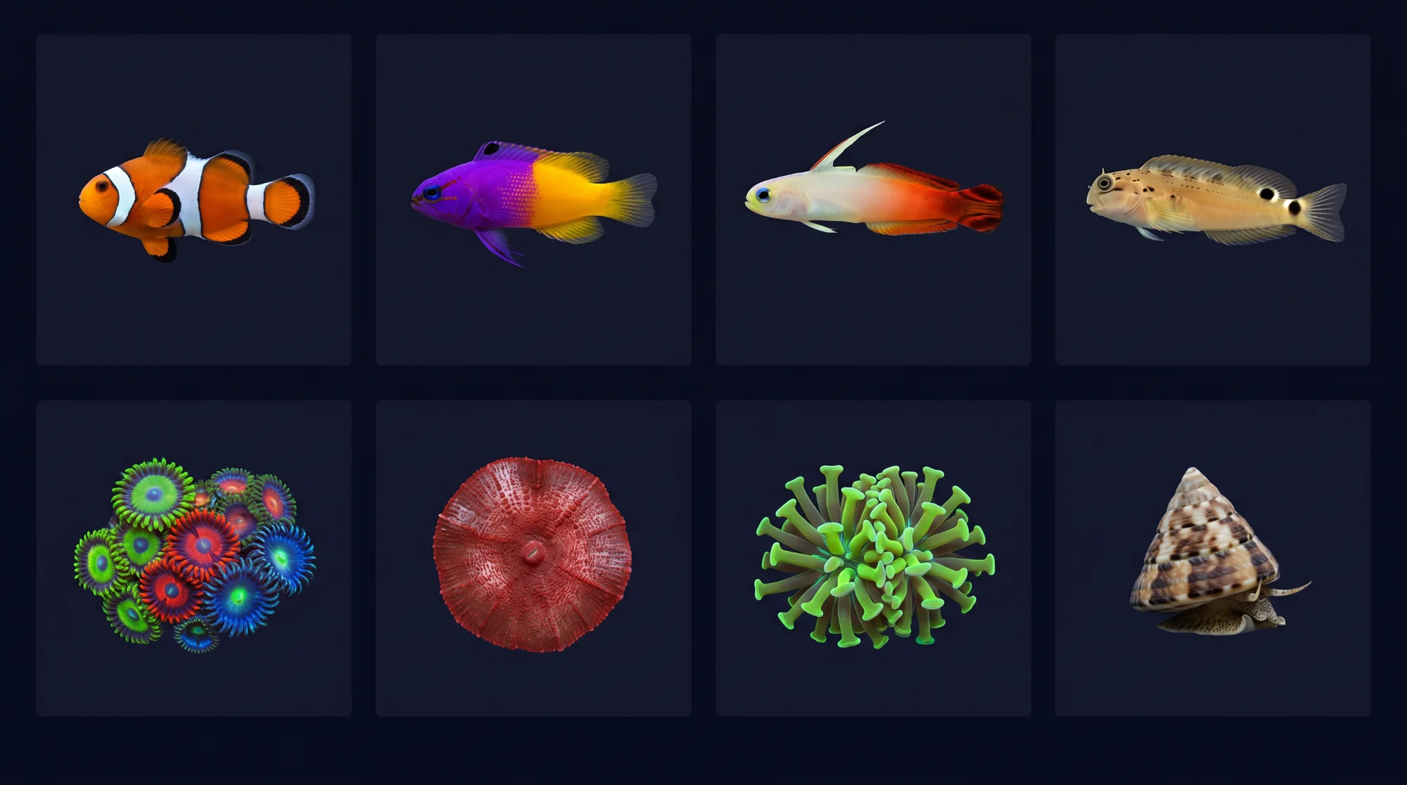 A grid of beginner-friendly reef species on deep navy — clownfish, royal gramma, firefish, blenny, zoanthids, a red mushroom, a green anemone, and a trochus snail.