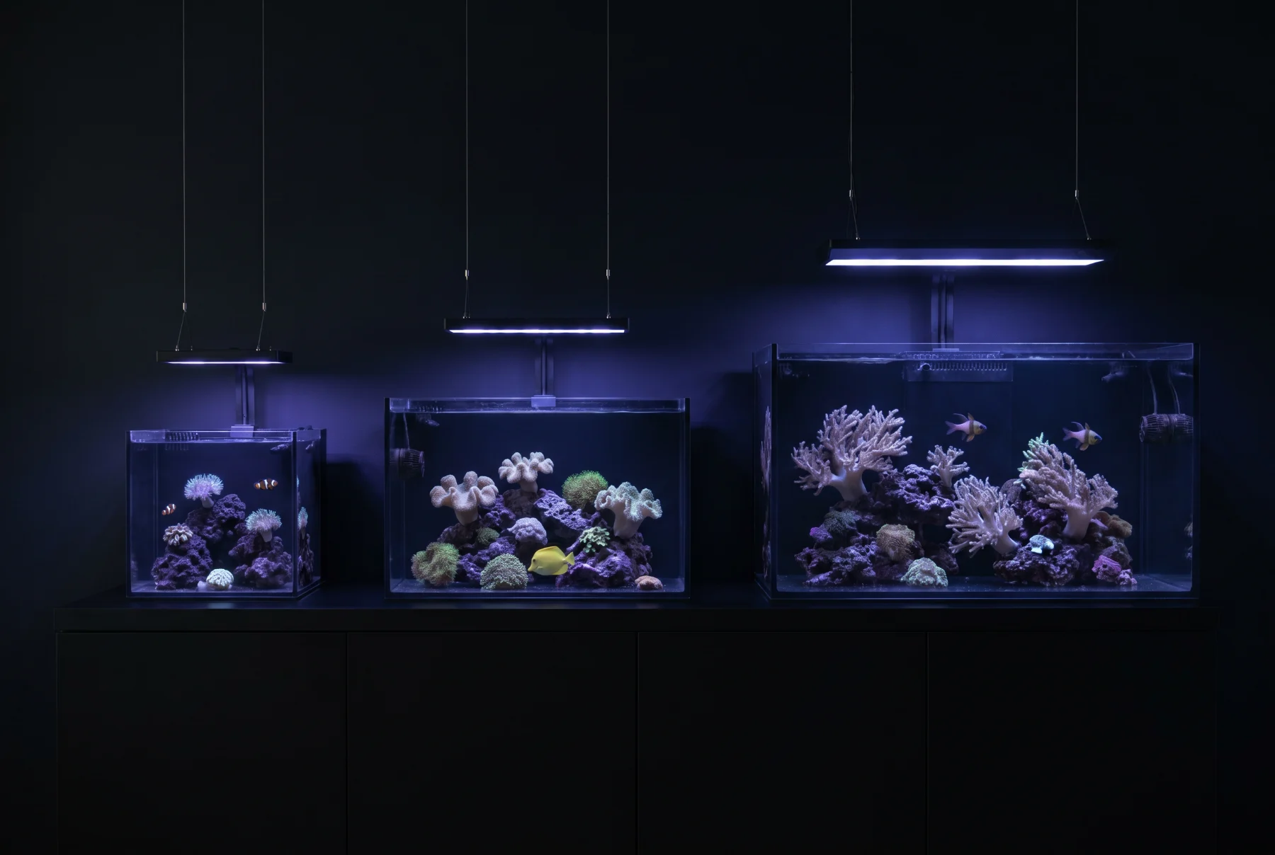 Three reef tanks of increasing size lit in a dark room — a nano cube, a mid-size tank, and a large display.