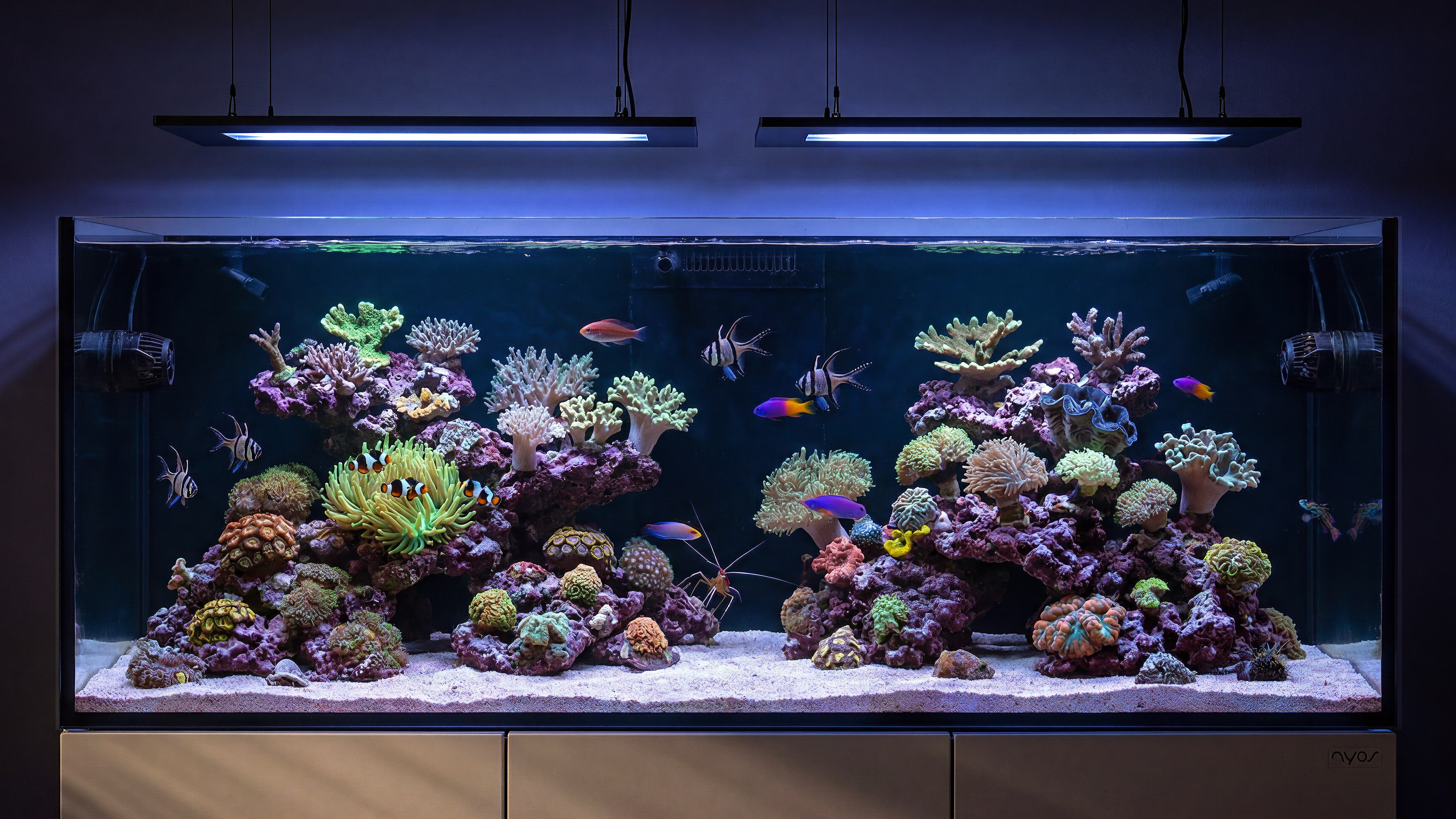 A mature mixed reef under blue light