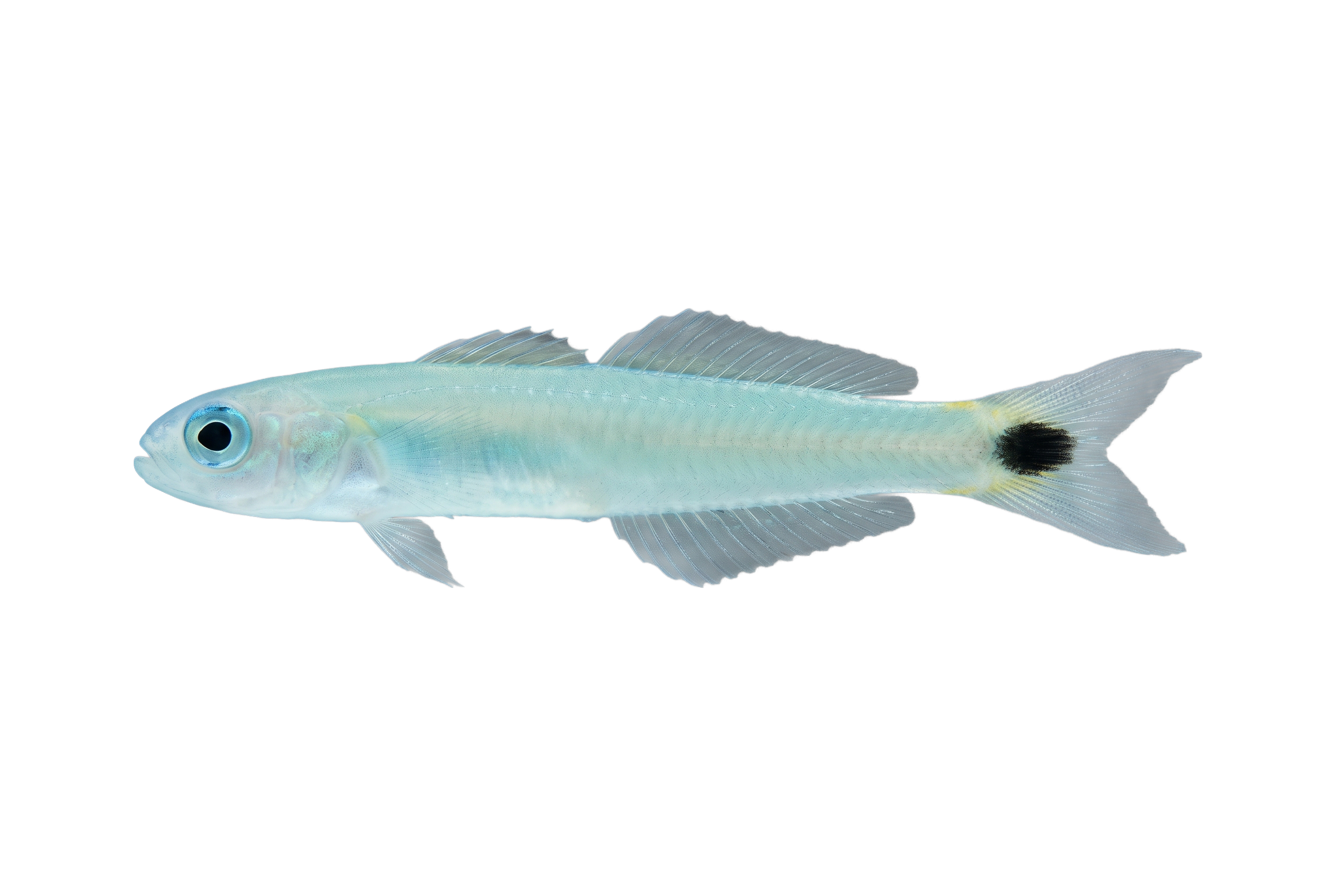Blacktail Dartfish