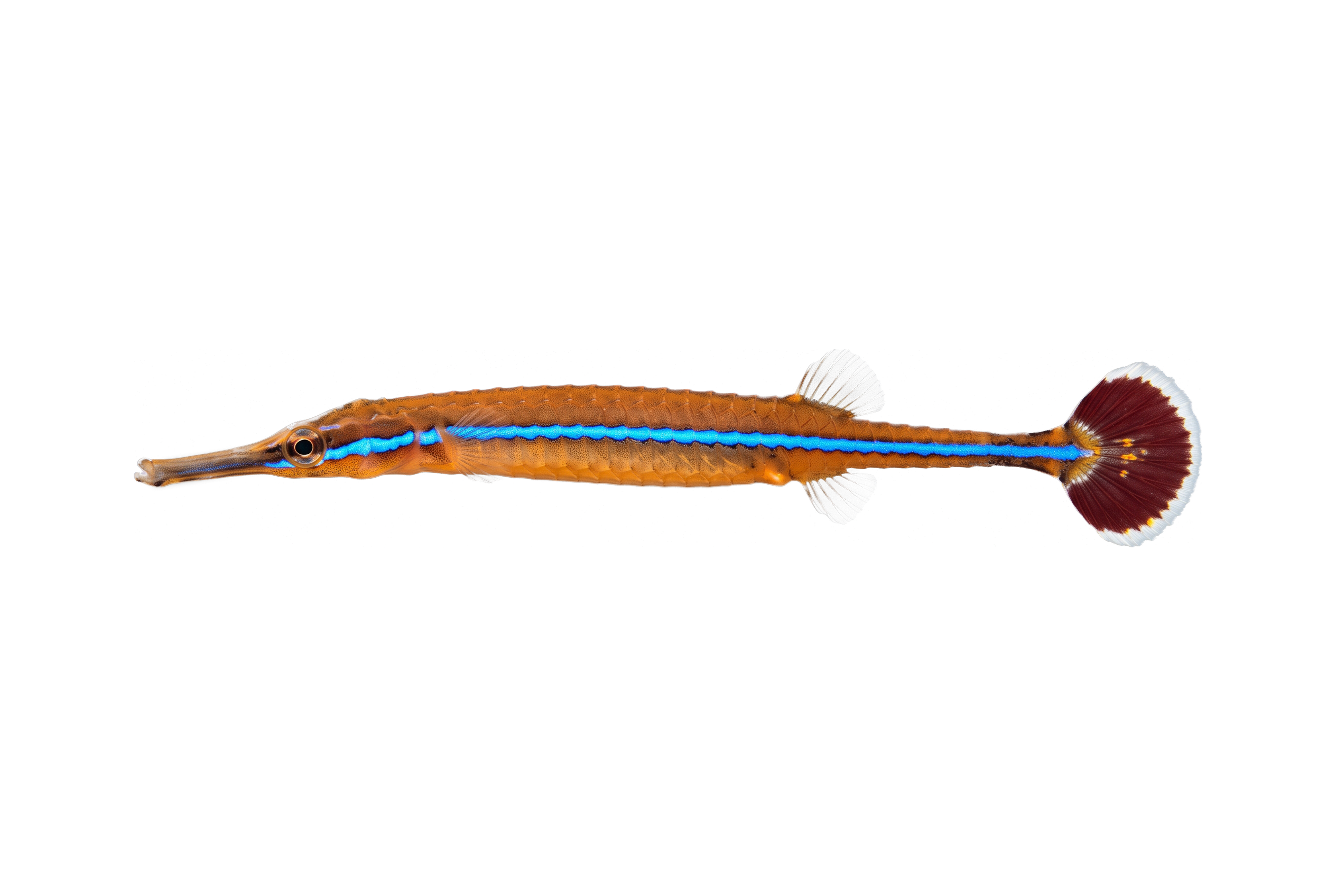 Bluestripe Pipefish
