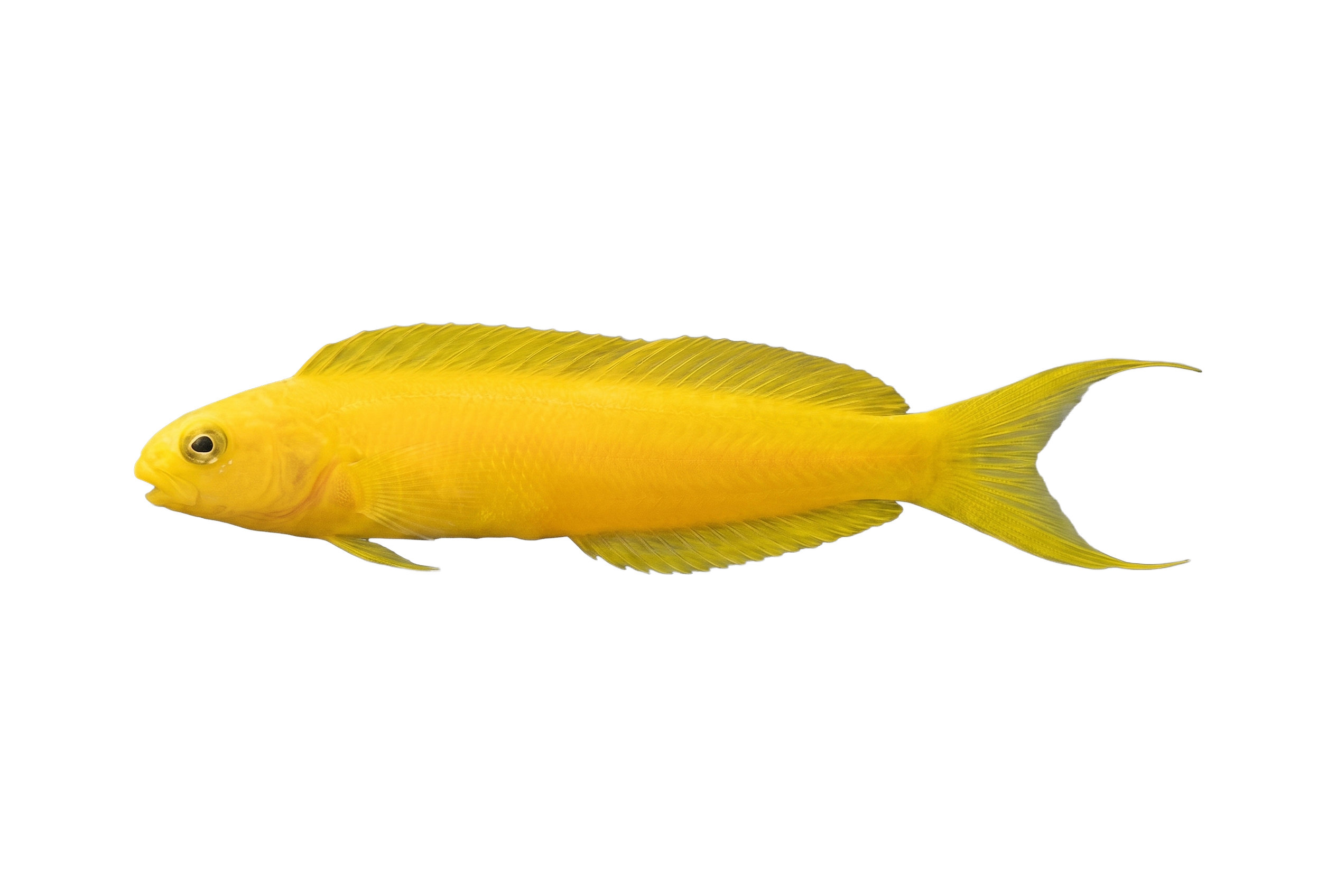 Canary Blenny