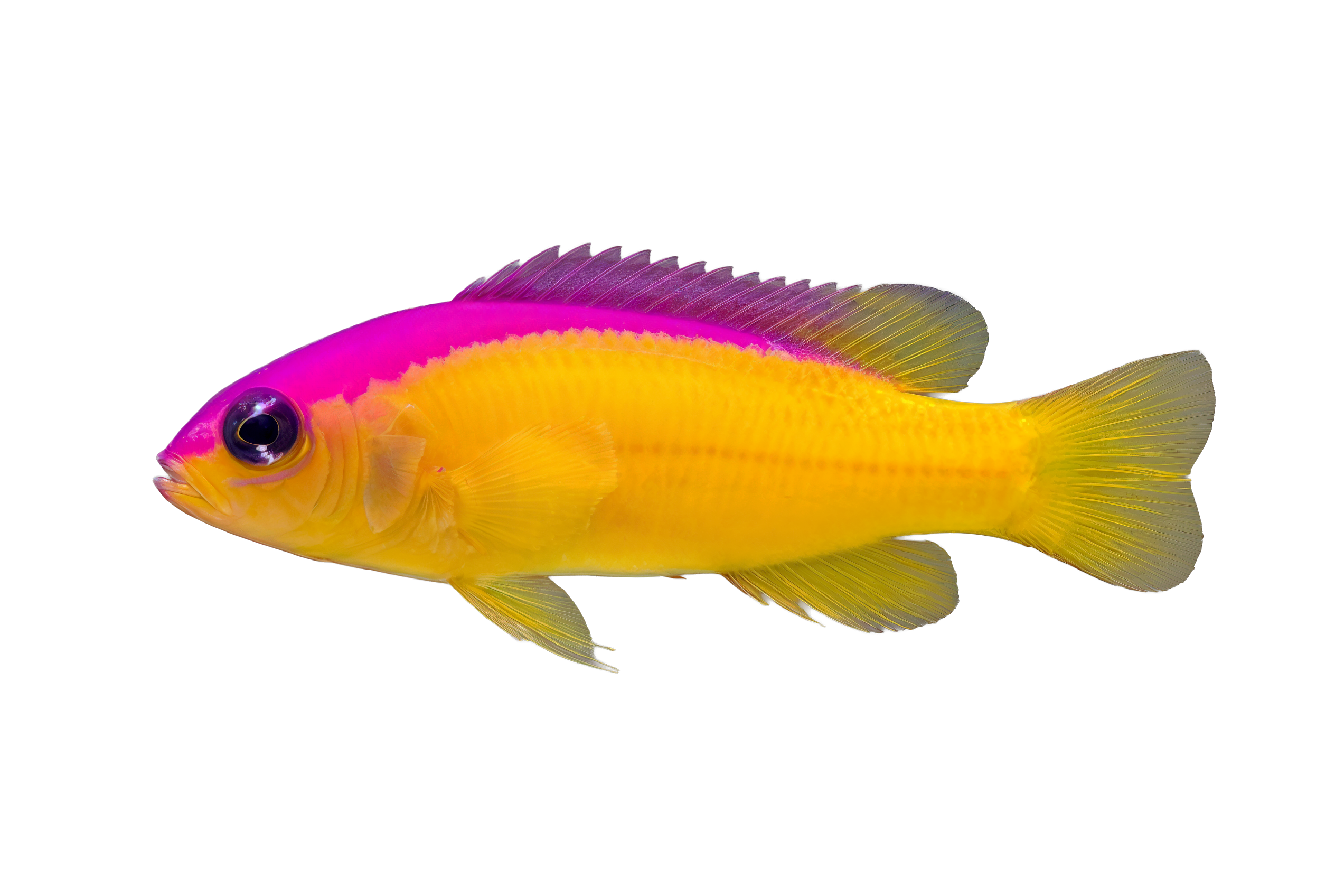 Diadem Dottyback