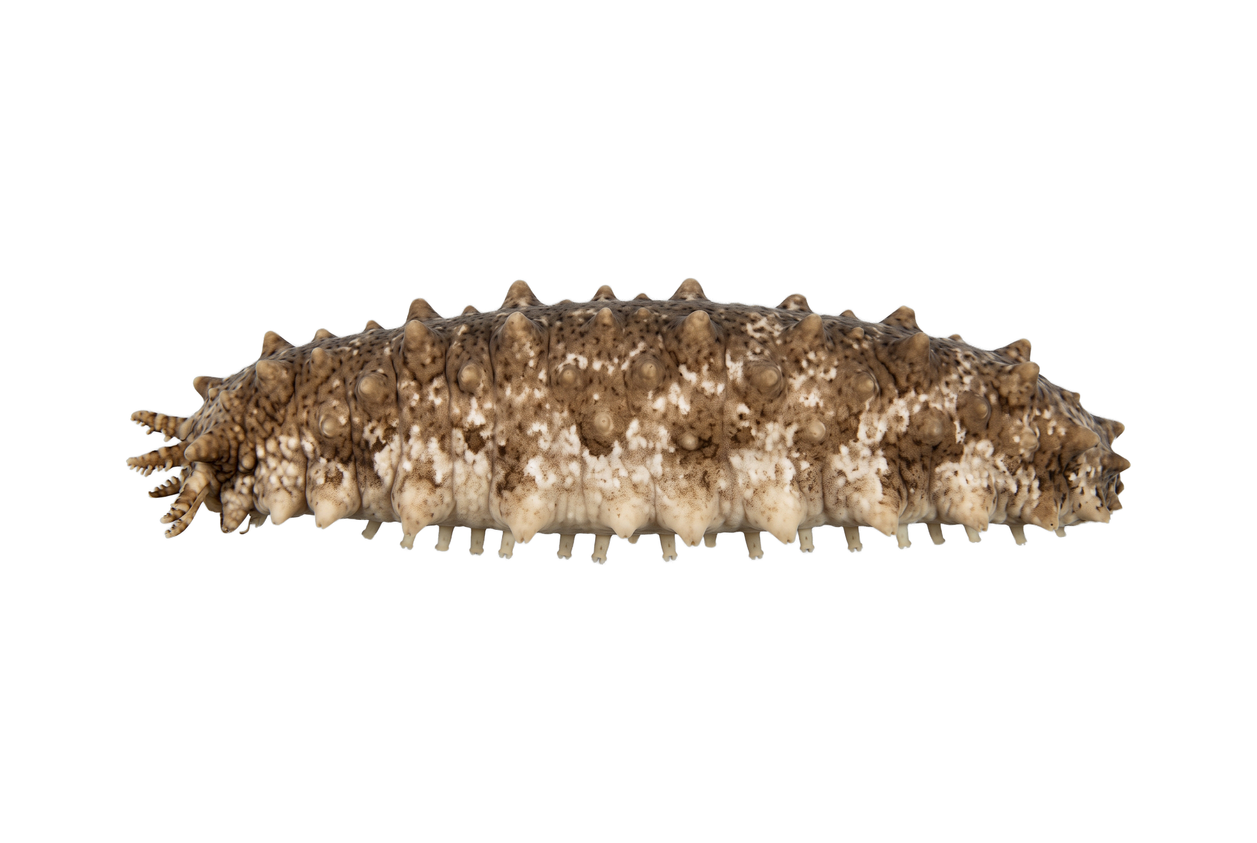 Florida Sea Cucumber
