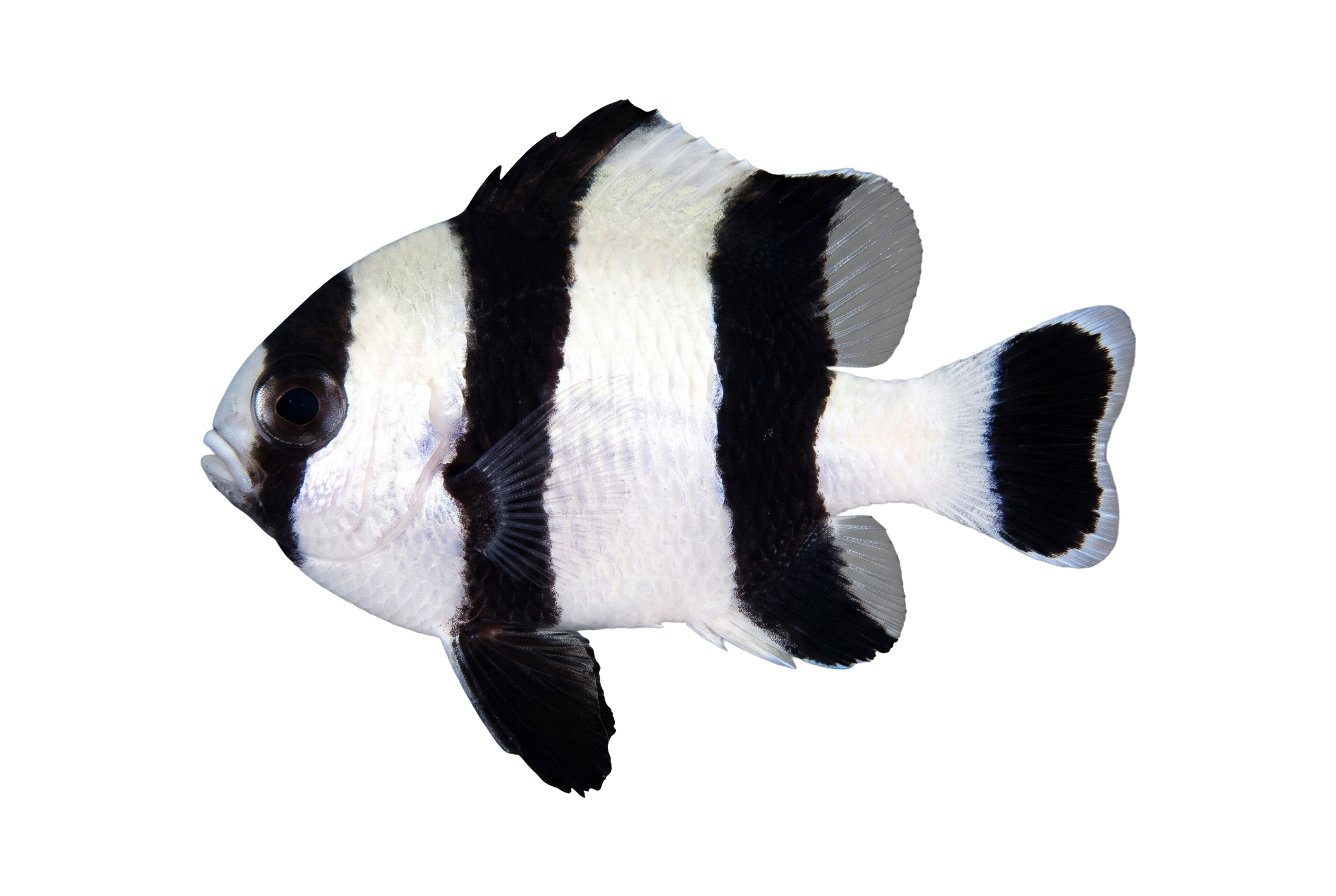 Four Stripe Damsel