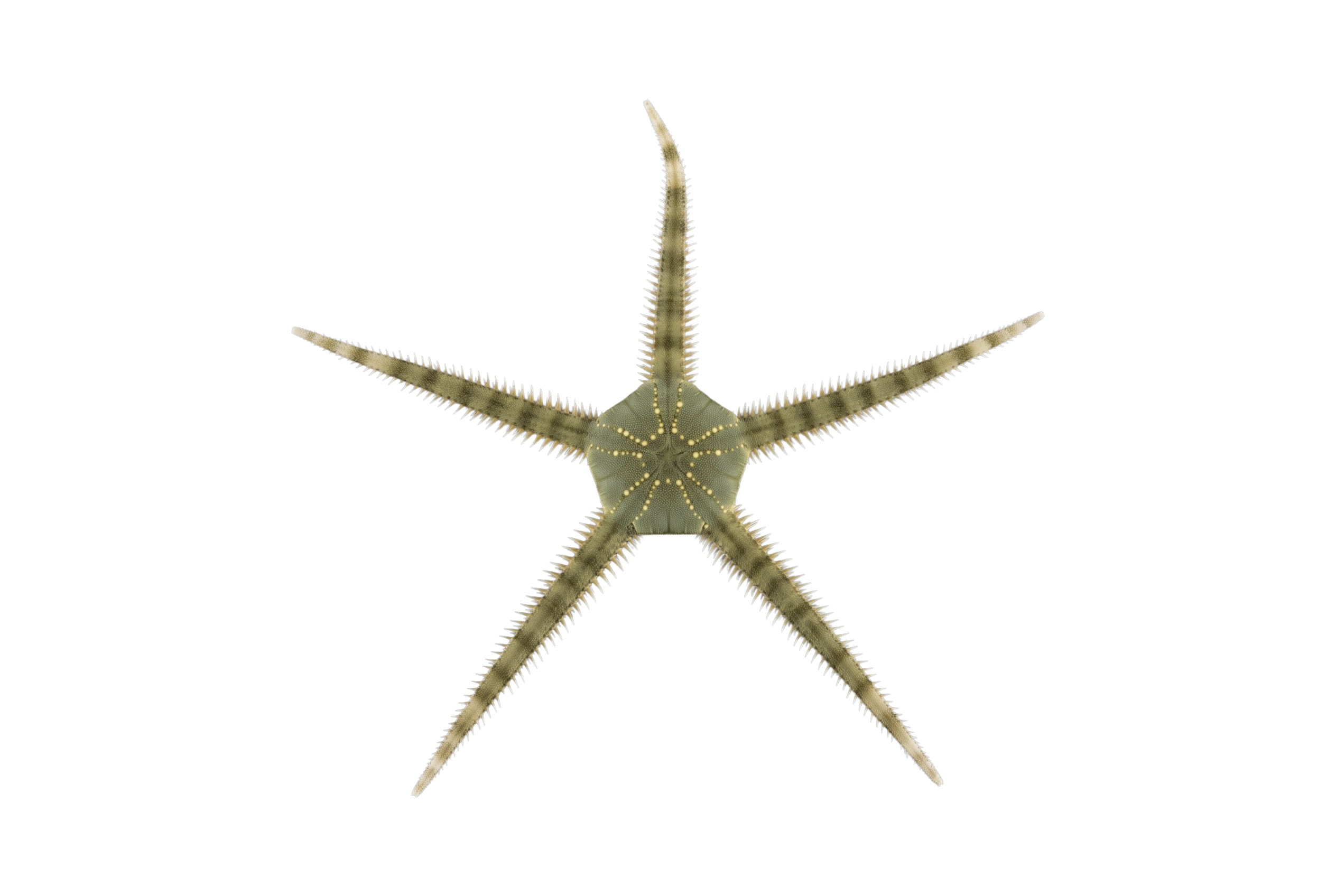 Green Brittle Star