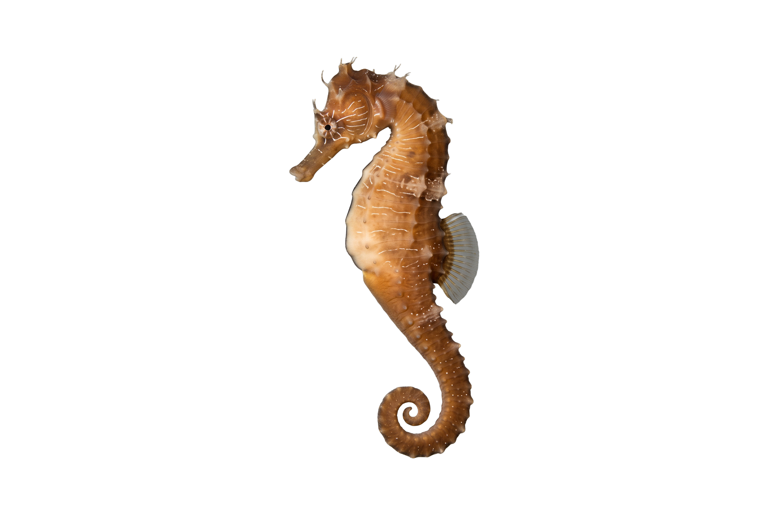 Lined Seahorse
