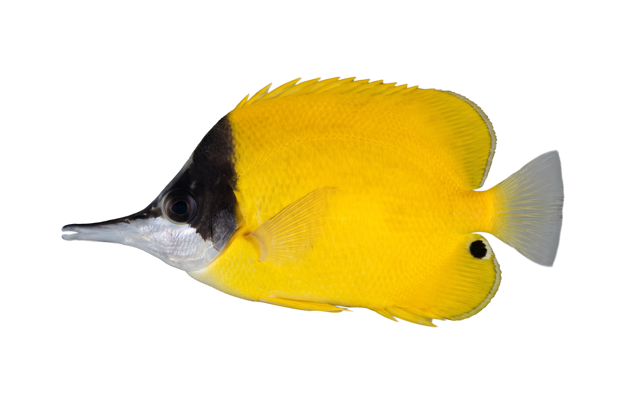 Yellow Longnose Butterflyfish