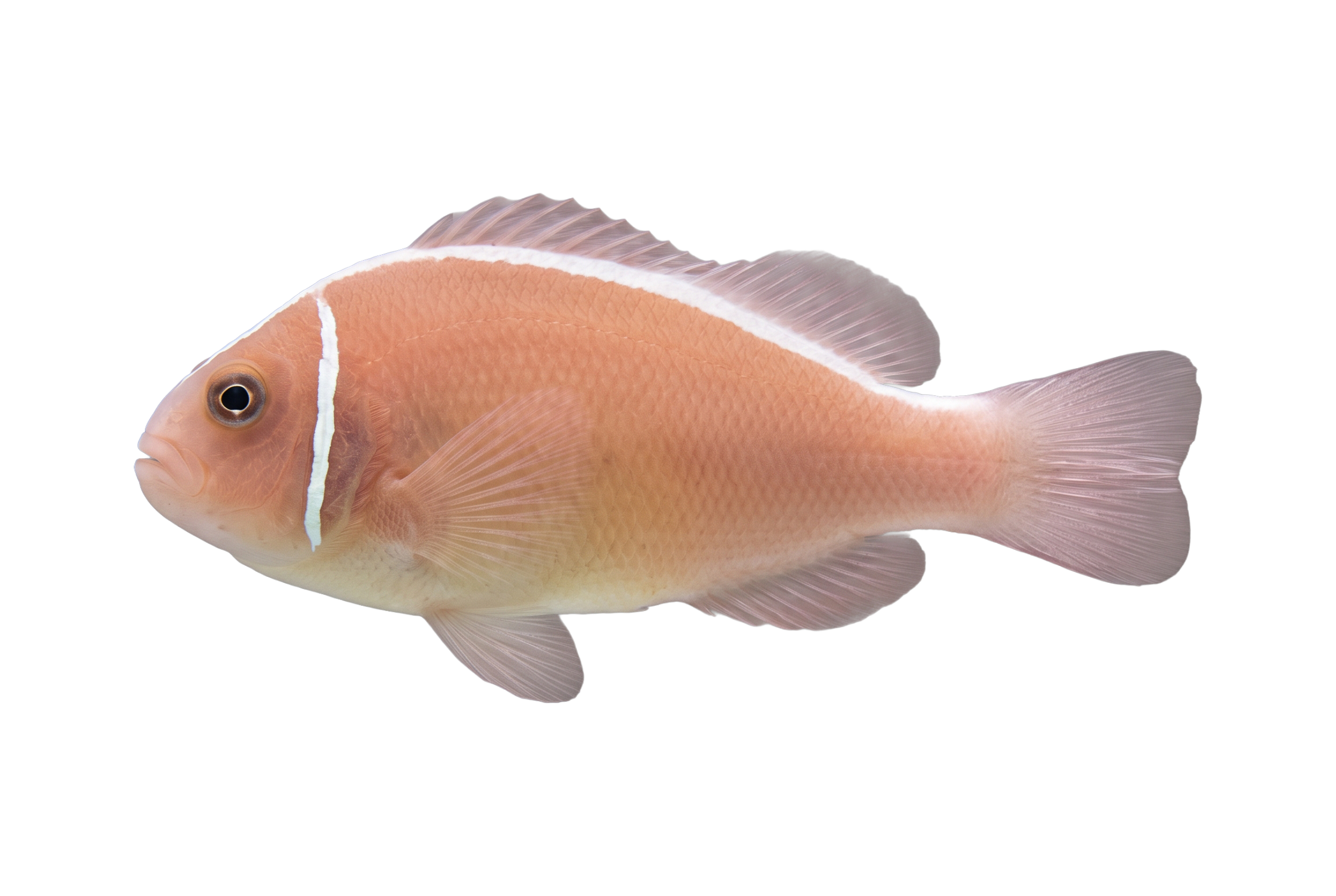Pink Skunk Clownfish