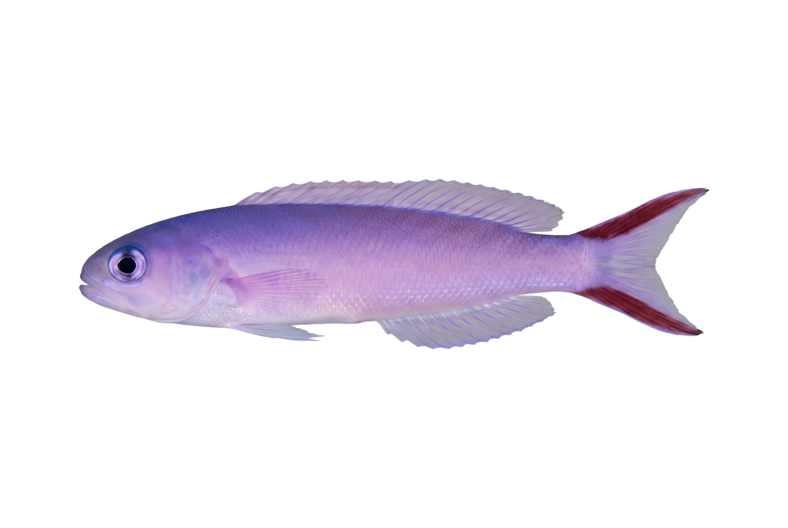 Purple Tilefish