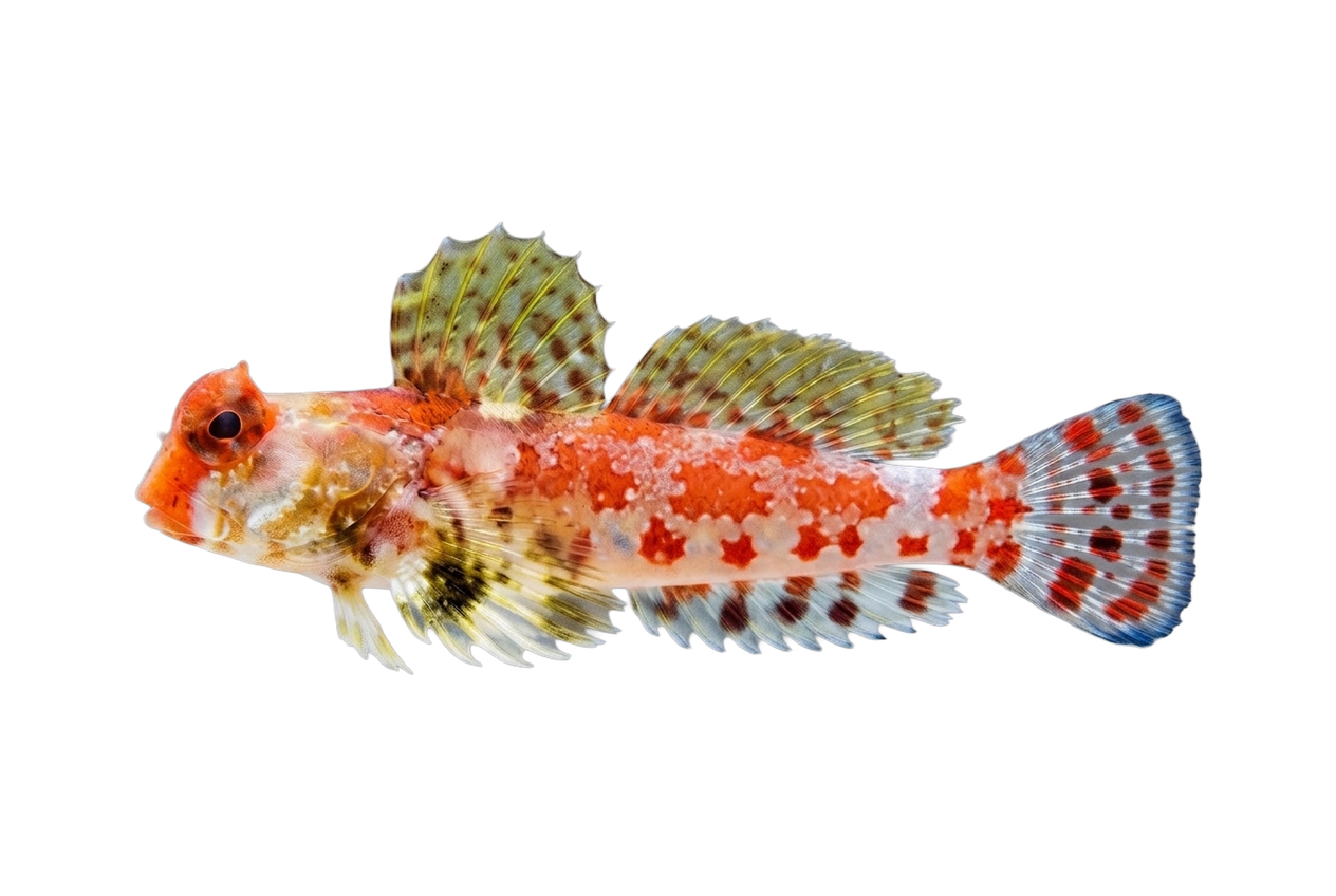 Red Scooter Dragonet