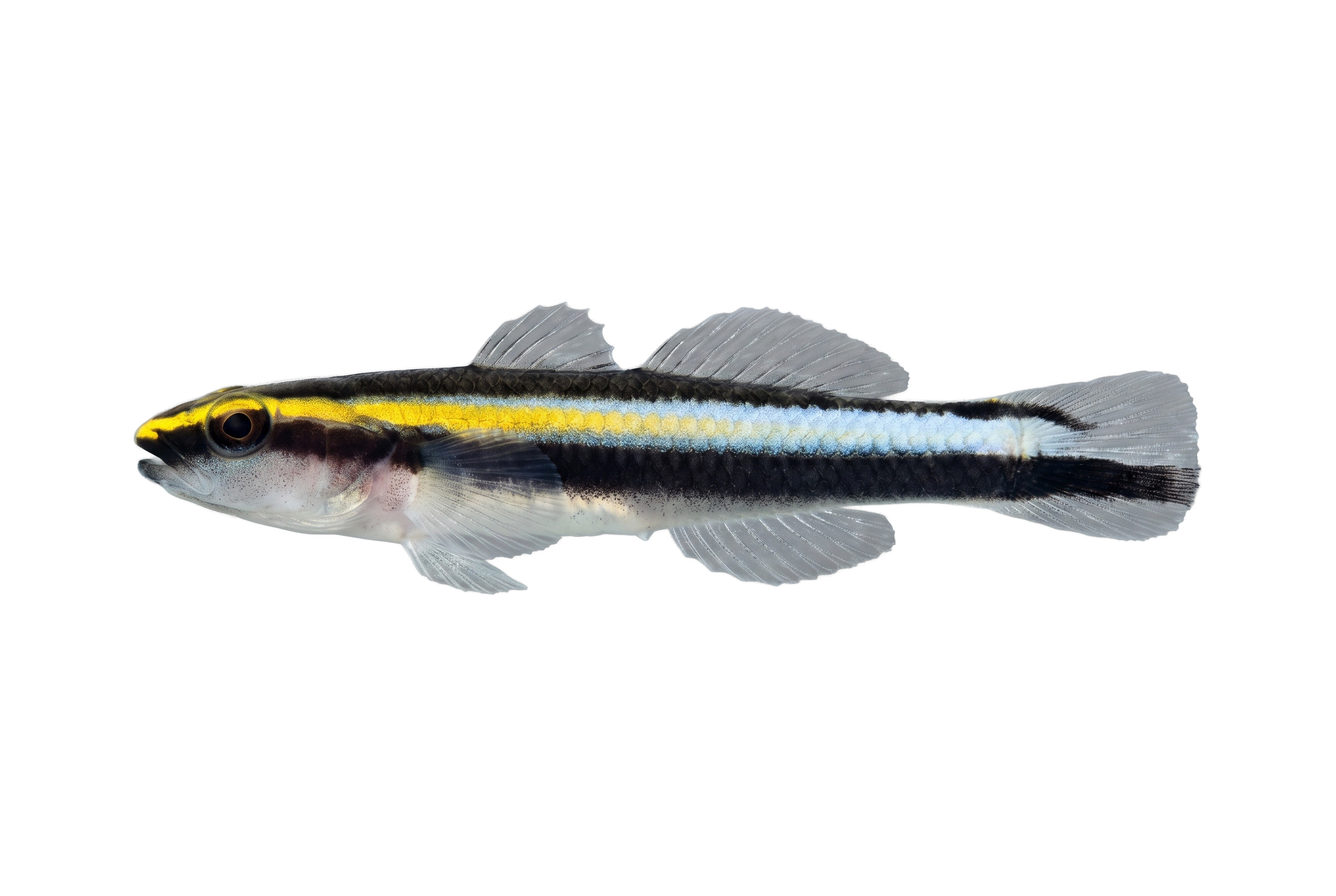 Sharknose Goby