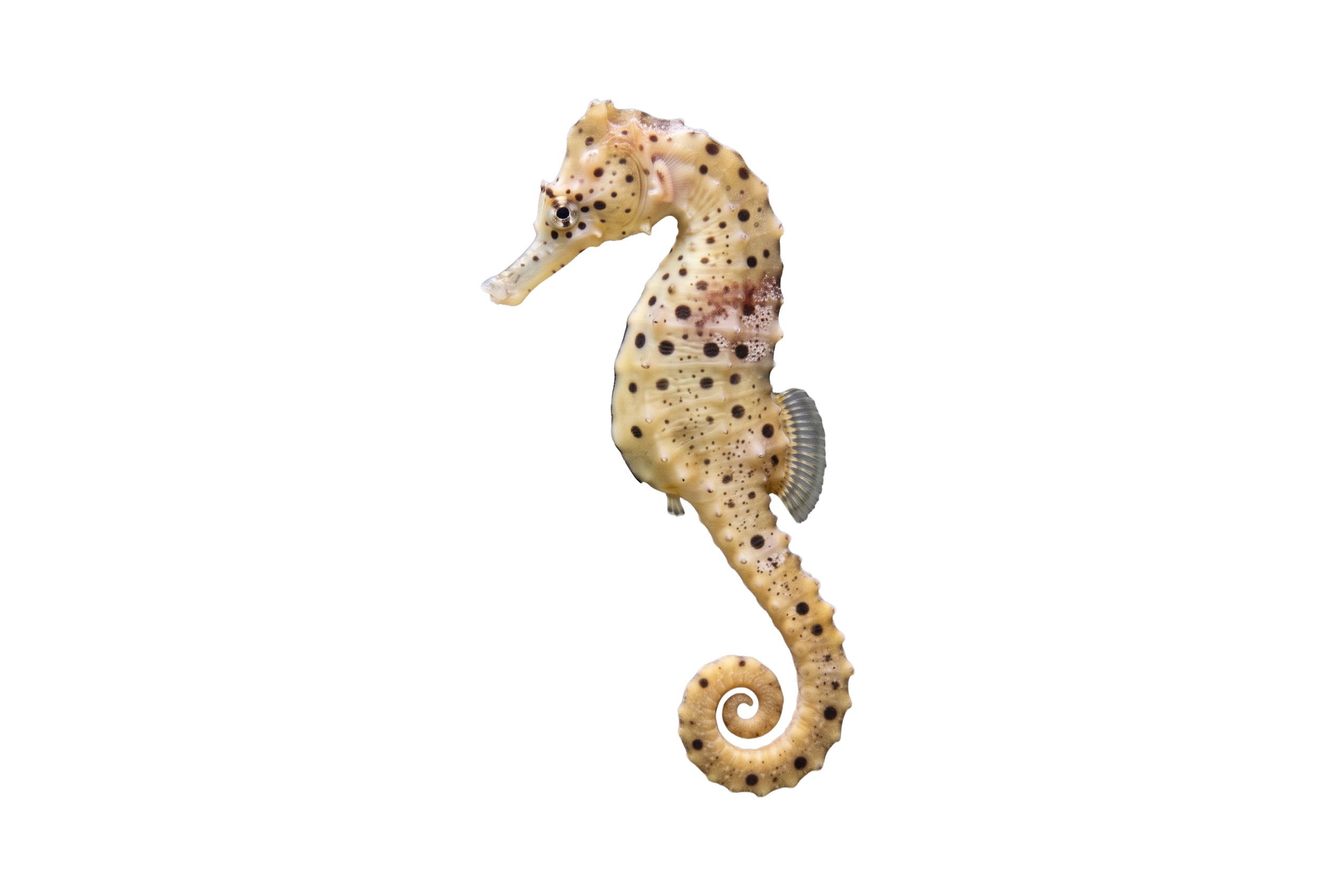 Spotted Seahorse