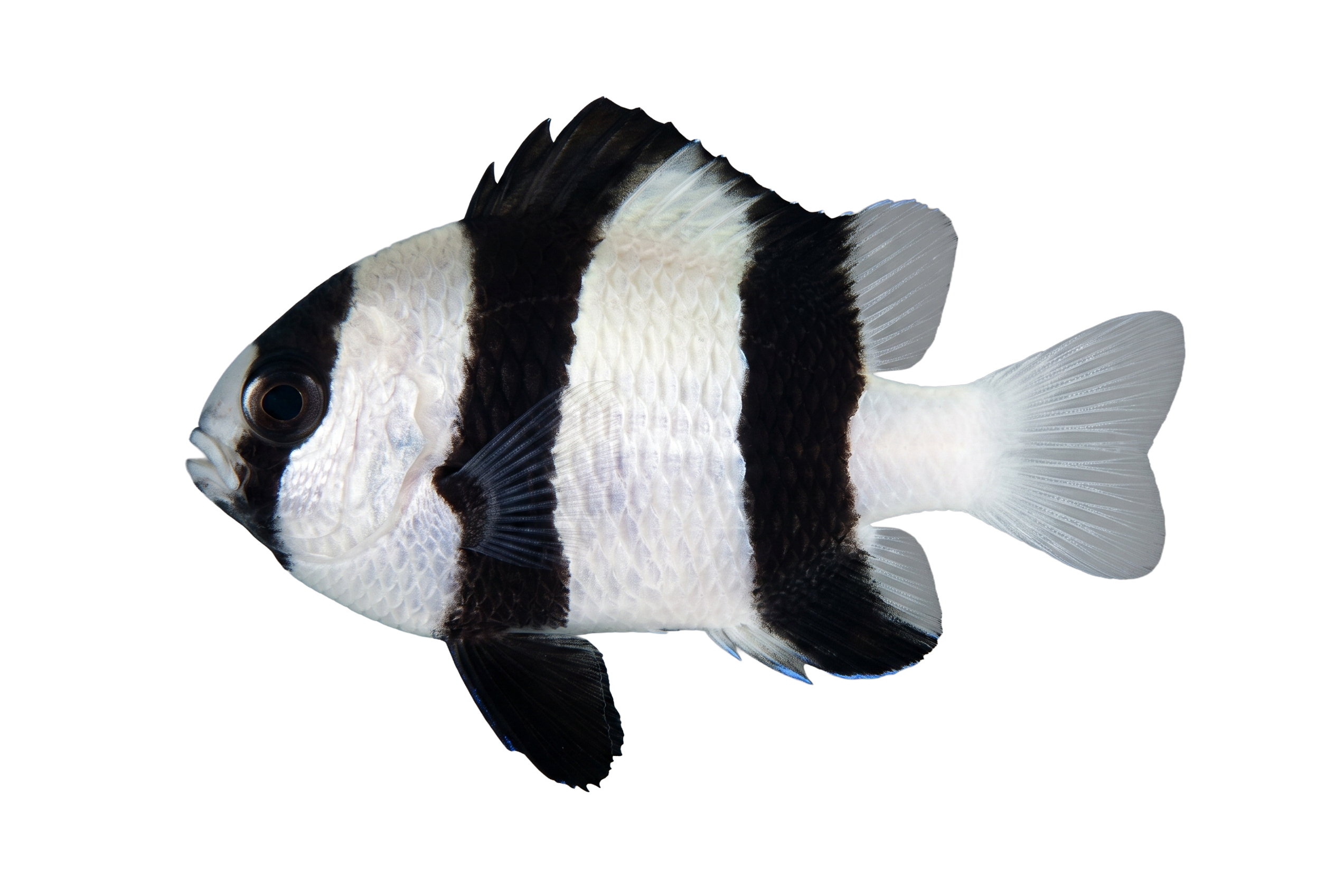 Three Stripe Damsel