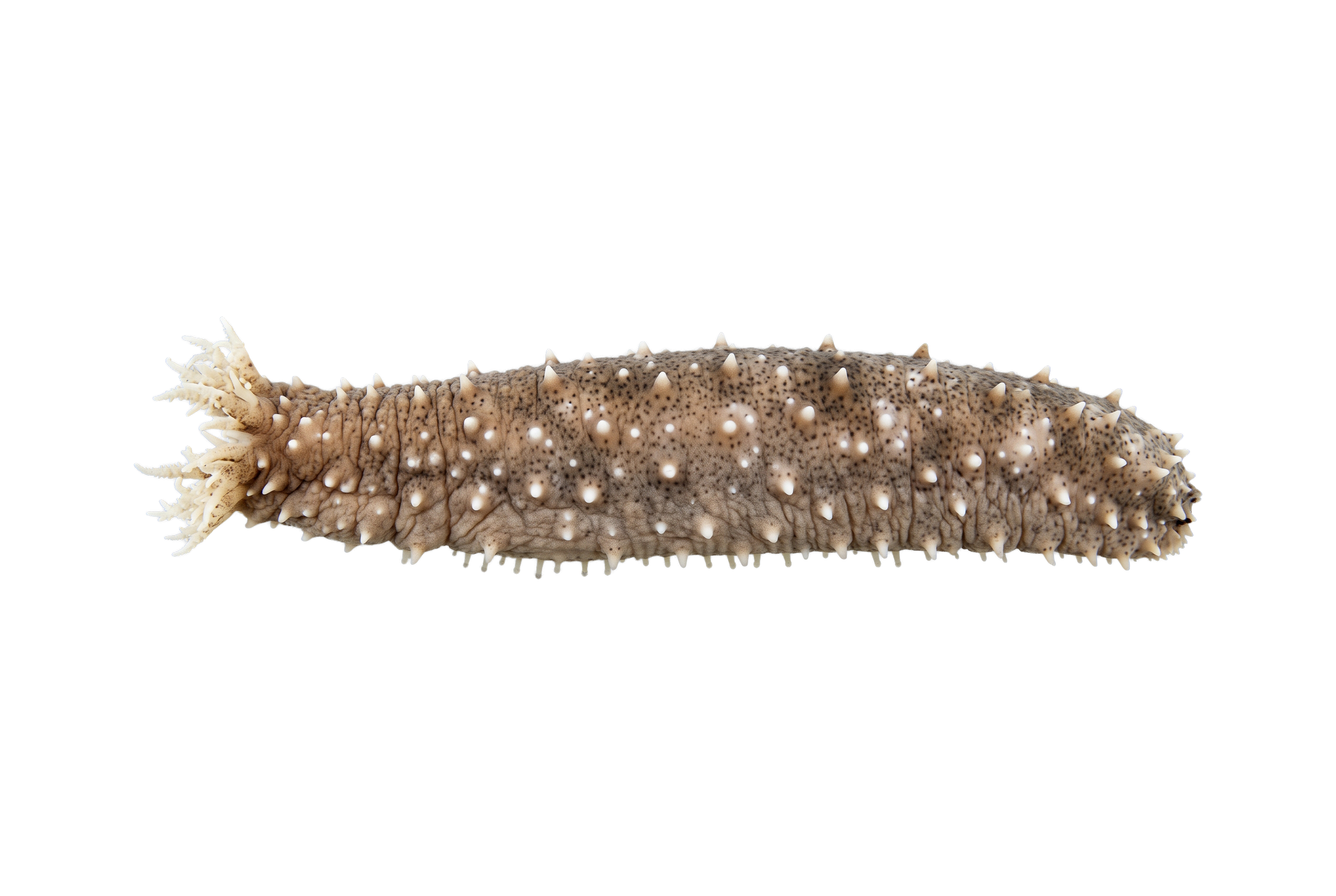 Tiger Tail Sea Cucumber