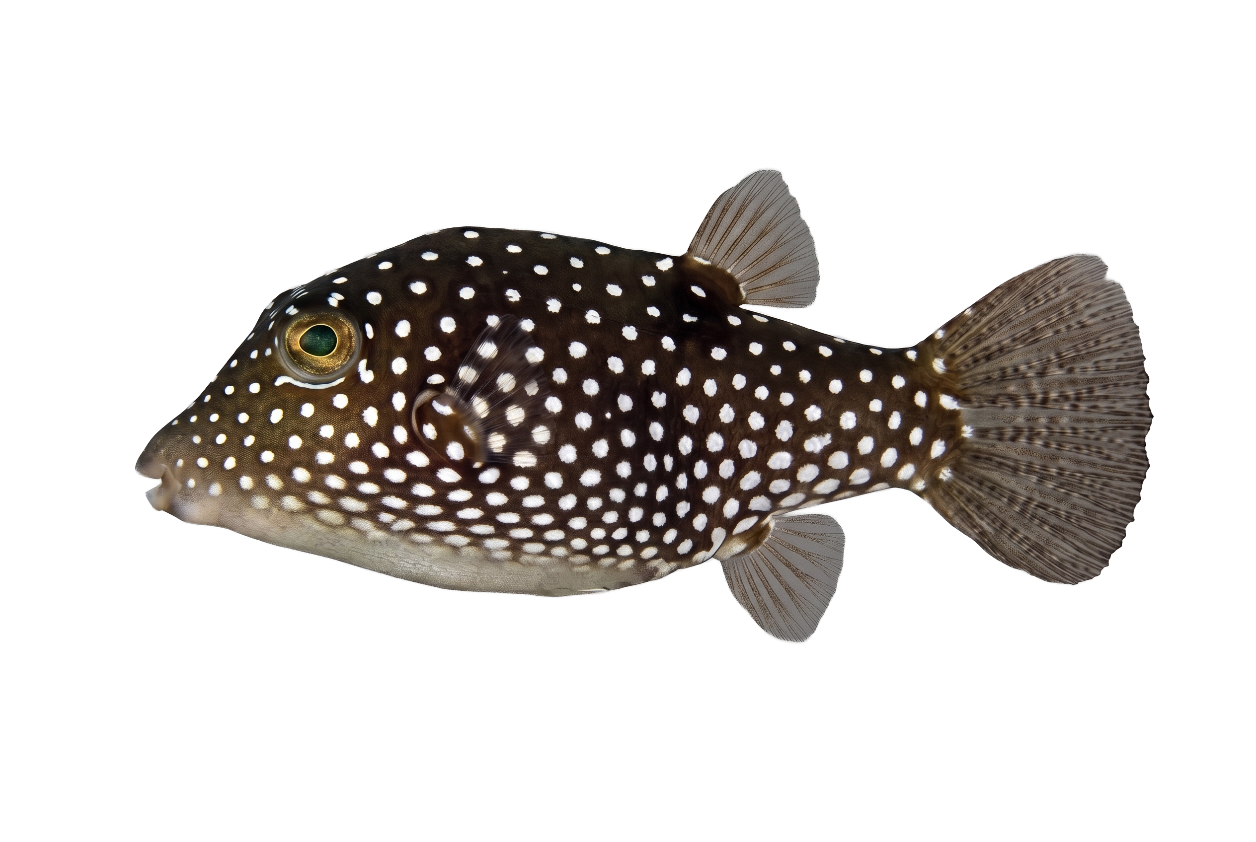Whitespotted Toby