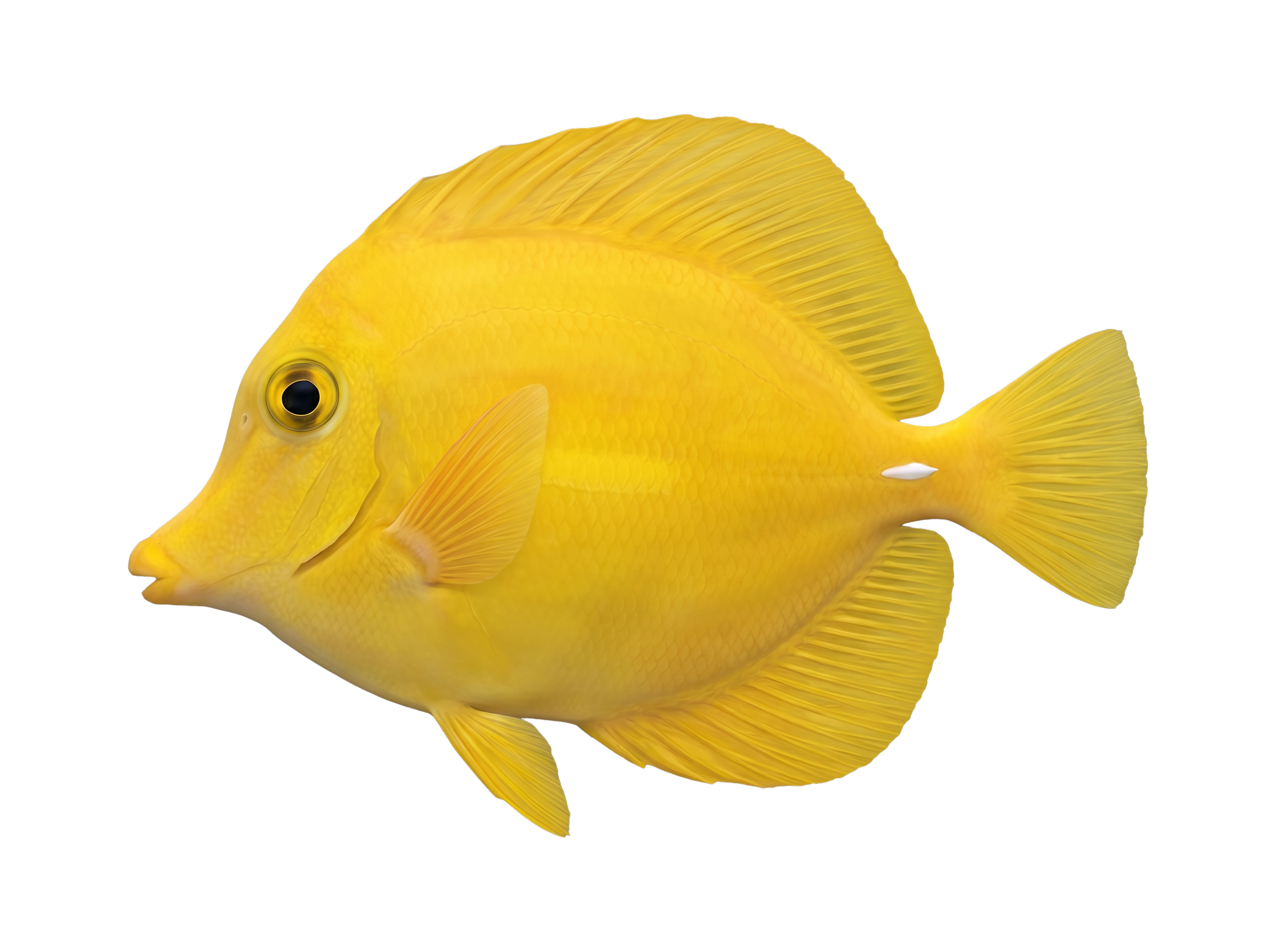 Yellow Tang